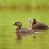 Potapka novozelandska - Poliocephalus rufopectus - New Zealand dabchick - weweia 4056